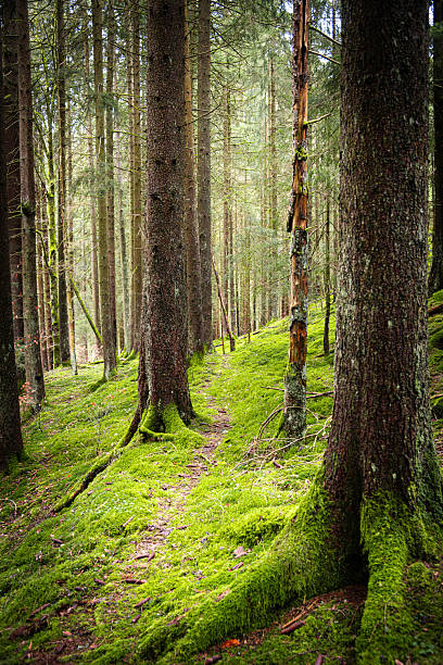 A tranquil view of a dense forest showcasing tall pine trees and a moss-covered trail, evoking serenity and immersion in a natural, untouched environment.