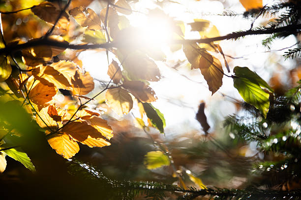 Golden Beech leaves Illuminated by Sunlight in a Forest Scene