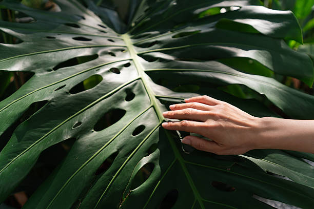 istock Person touching a large Monstera deliciosa leaf under sunlight in a garden. 2236096692