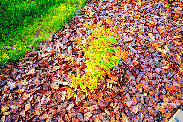 Pine bark for mulching soil on lawn in landscape design. Pine bark mulch for gardening in puplic spaces landscaping. Pine bark mulching in landscaping for urban spaces. Shrubs planting in city stret.