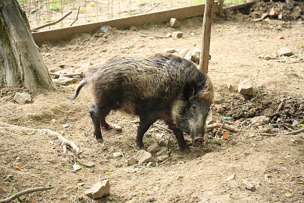 istock Wild boar Sus scrofa walking in dry captive environment 2236097228