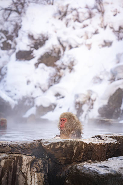 istock A Japanese snow monkey sits calmly in a natural hot spring surrounded by snow and rising steam in Nagano, Japan, capturing a moment of peace, survival, and harmony with winter nature. 2236097708