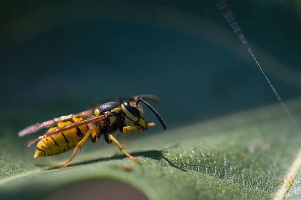istock Close-up of a wasp on a leaf 2236100771