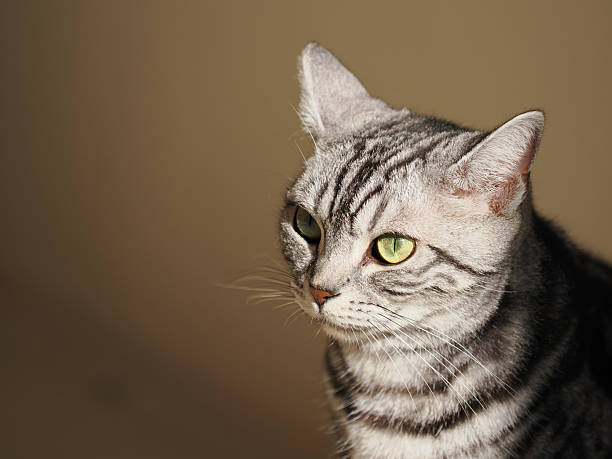 istock American Shorthair Cat 7 2236100952