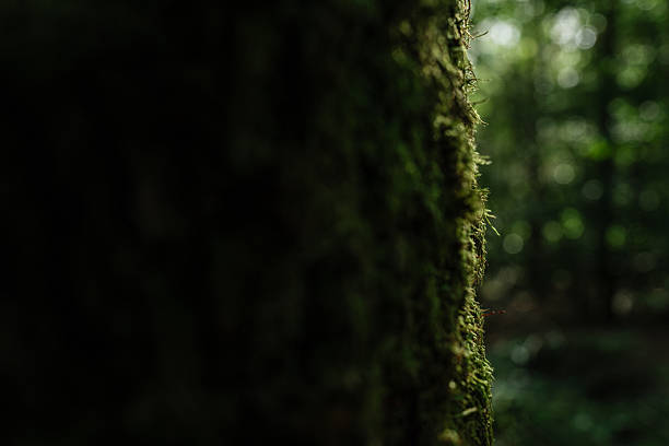 A detailed view of moss covering a tree trunk, captured in a lush green forest.