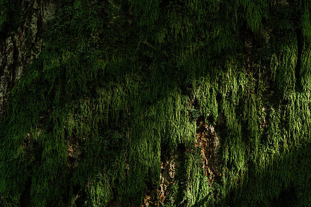 Detailed view of vibrant green moss growing on tree bark, showcasing intricate natural patterns.