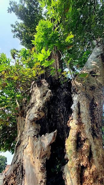 istock Massive Ancient Tree Trunk with Deep Hollow and Sunlit Green Leaves Above 2236103988