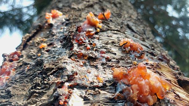 Close-up of a tree trunk exhibiting gummosis, with a prominent outflow of reddish-orange sap. The bark is visibly rough and textured, highlighting the contrast with the smooth, glossy appearance of the sap. Gummosis is a condition where sap exudes through the bark, often due to stress or injury, commonly seen in trees like fruit-bearing varieties. The sap oozes and collects in globules, creating a striking visual against the dark, rugged bark surface.