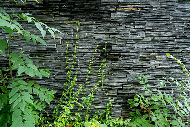 Close-up of a stone wall made of stacked slate plates with green plants growing in the foreground. Natural texture combined with architecture. Concept of design, contrast and urban nature.