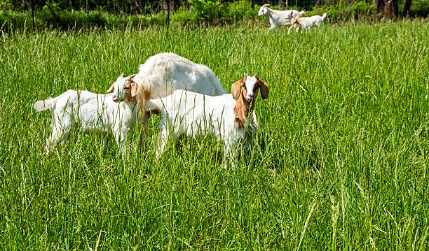 istock Goats in tall green pasture 2236105227