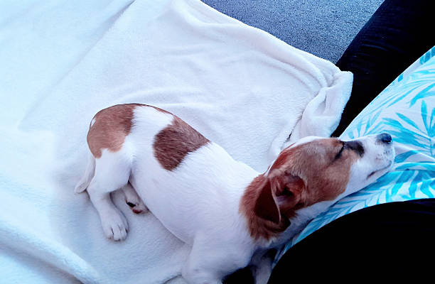 istock Jack Russell puppy sleeping on blanket next to person 2236105368