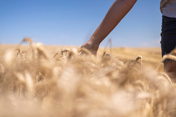 A close-up of a woman's hand softly touching golden wheat in a sunlit field under a bright blue sky. The scene exudes warmth and tranquility.