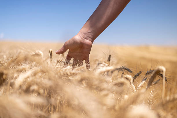 A close-up of a hand gently grazing golden wheat in a sunlit field. The scene captures a serene rural moment under a clear blue sky.