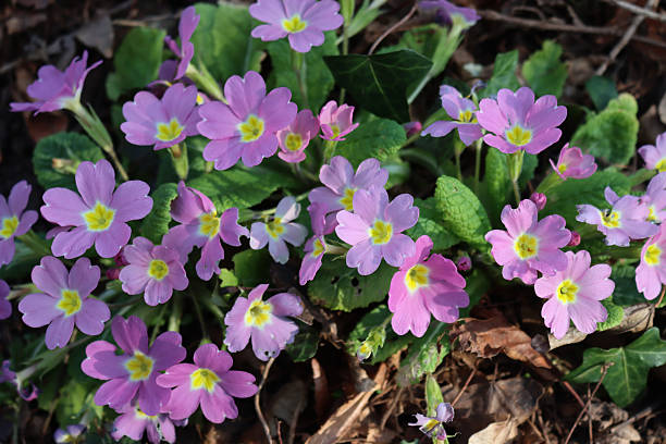 istock Pink primrose plant . Primula vulgaris 2236106986