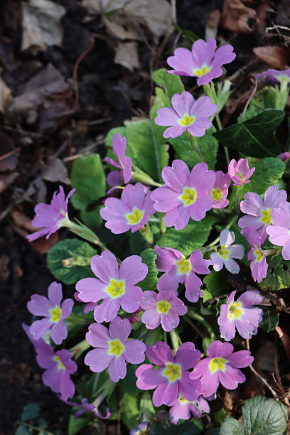 istock Pink primrose plant . Primula vulgaris 2236107028