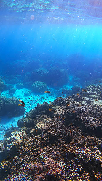 istock Palau Vibrant Coral Sea Scene 2236107783