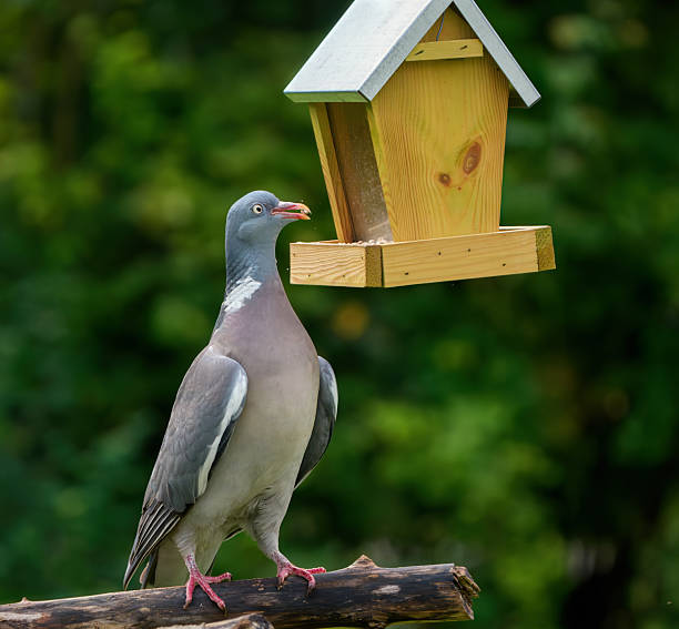 Wood pigeon feeding on sunflower seeds from the bird feeder in my garden.