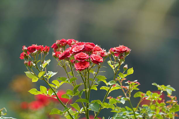 Bushes with many small, bright red flowers create the impression of a lush bouquet. The soft, blurred background and the focus on the buds in the center of the photo convey the tenderness and beauty of summer blooms.