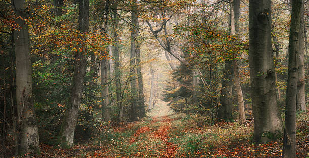 istock Misty forest landscape in autumn with painterly look 2236110925