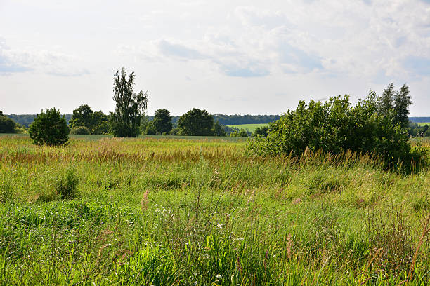 istock Sunny field with lush green grass, trees and a cloudy sky on a summer day 2236111101