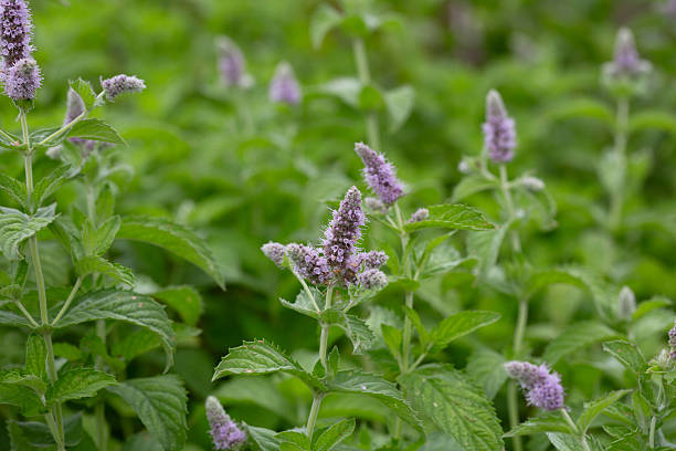 Fresh mint blossoms outdoors, mint flowers close up, peppermint flower