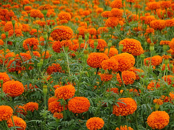 istock THE MARIGOLD FLOWER BED 2236112375