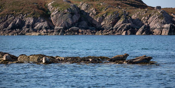 This image captures a group of seals basking on rocky outcrops covered in seaweed between Kintra and Iona, on the Isle of Mull in Scotland’s Inner Hebrides. Taken in August under sunny skies, the scene features calm blue water, rugged cliffs, and a peaceful coastal atmosphere. The seals rest naturally in their habitat, offering a glimpse into marine wildlife behavior. Ideal for editorial and commercial use in nature, wildlife, and travel contexts, this image evokes themes of tranquility, biodiversity, and remote coastal beauty.