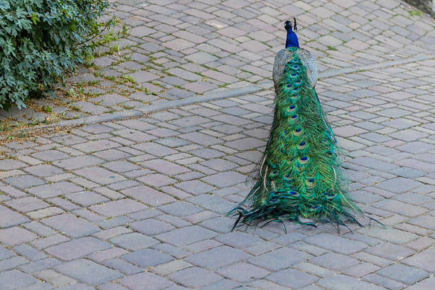 istock Peacock bird with colorful plumage in natural setting 2236115693