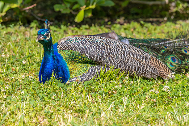 Peacock blue