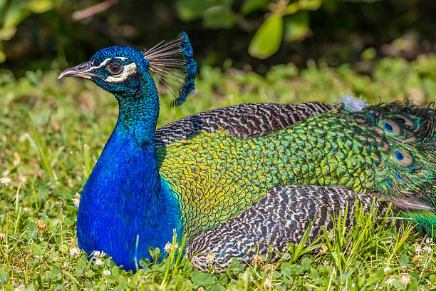 Peahen  - profile