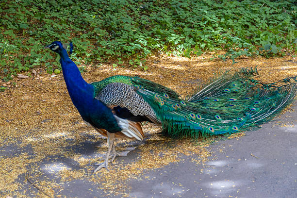 portrait of a white peacock against the backdrop of an autumn garden