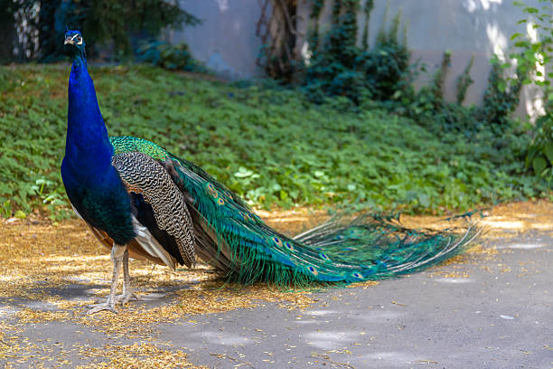 istock Peacock bird with colorful plumage in natural setting 2236115884