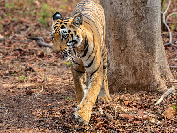 Royal Bengal tiger in the forest