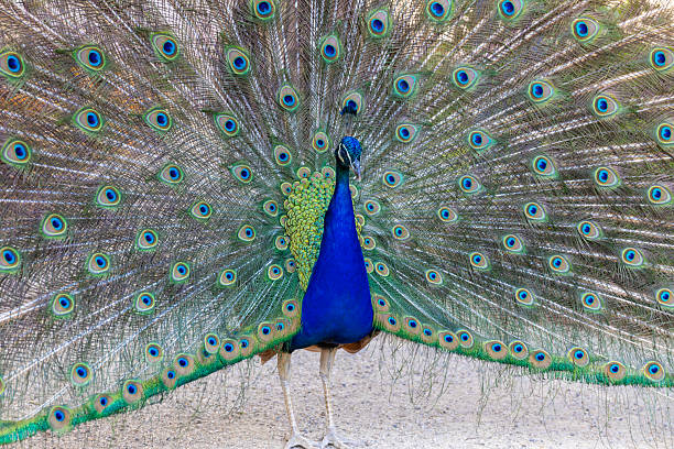 istock Peacock bird with colorful plumage in natural setting 2236116065