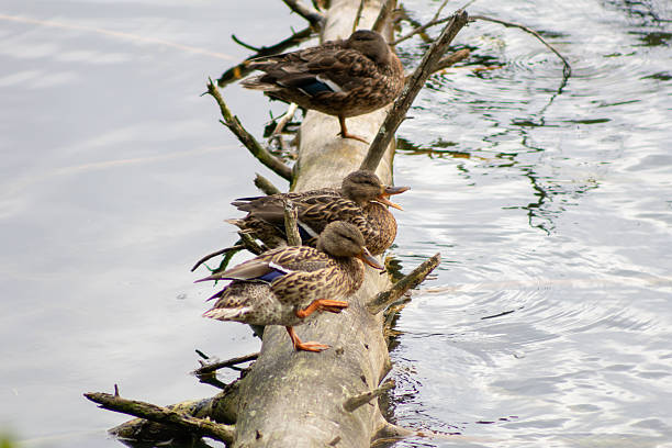 istock Three Female Mallard Ducks on a Log  One Opening Beak, Another Scratching with Foot 2236116888