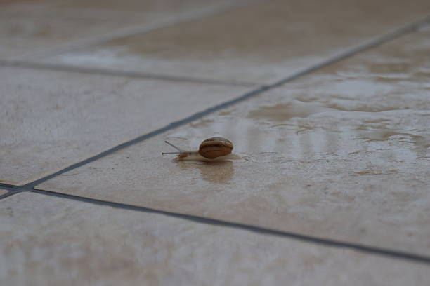 Macro photograph of a small snail with a spiral shell walking on a wet floor during rainfall. Low-light shot highlighting reflections, moisture, and the snail’s delicate features, perfect for illustrating rainy weather, nature, and slow movement.