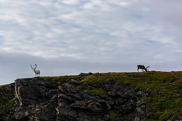 istock Reindeer in the arctic 2236119956
