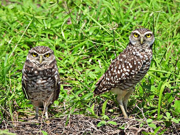 istock Burrowing Owls - (Athene cunicularia) - in an uncultivated area looking at the camera 2236120128