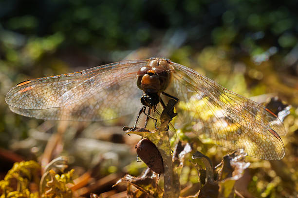 a detailed close-up of a dragonfly perched on a dry plant stem. the insect's transparent wings and large compound eyes are clearly visible against a blurred natural background. a serene and intricate moment in nature