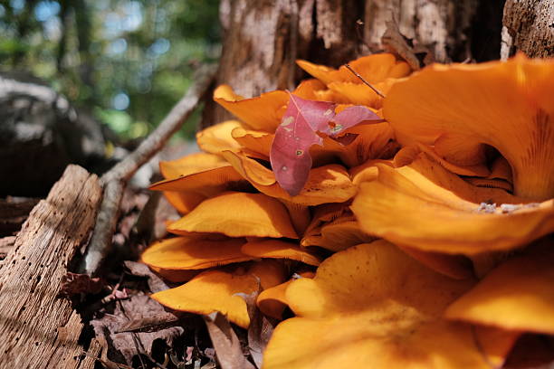 istock Chicken of the Woods 2236121153