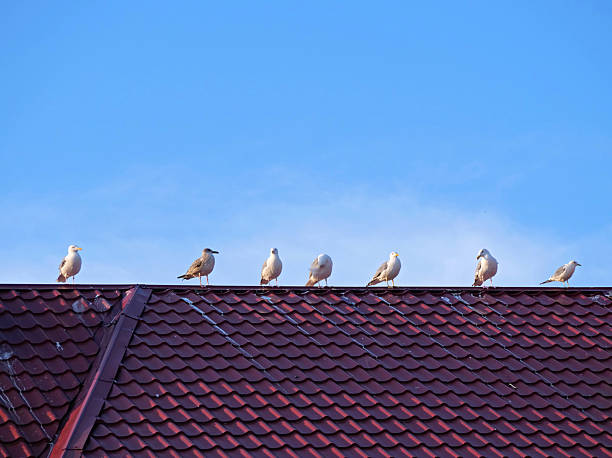 istock Seagulls Birds on a rooftop against the sky 2236121470