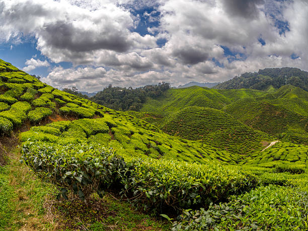 istock Lush green tea plantation on rolling hills 2236121564