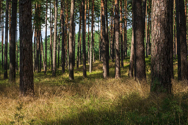Pine forest on a sunny day near Riga in Latvia