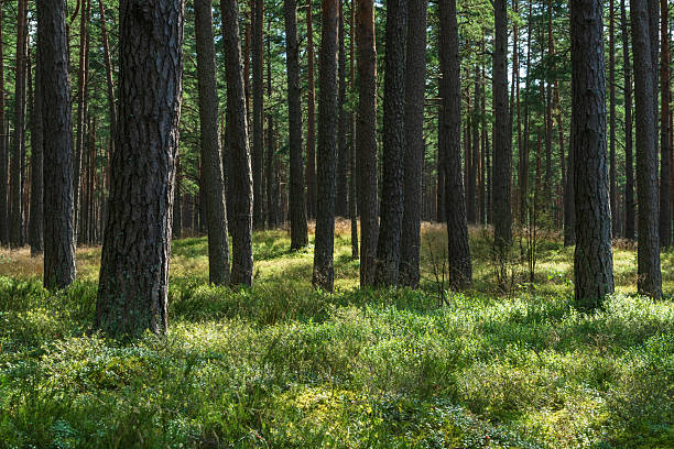 istock Pine forest on a sunny day near Riga in Latvia 2236122547