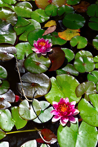 istock Nymphaea lotus flower 2236123026