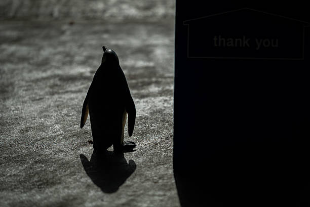 King Penguin in the snow on South Georgia in the Antarctic. Wildlife Photography on an expedition to South Georgia and the Falkland Islands.