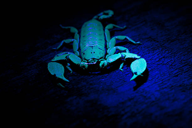 A close-up macro shot of a Dwarf Wood Scorpion (Liocheles australasiae) glowing under UV light. The detailed exoskeleton is illuminated, revealing the intricate structure of this small rainforest arachnid.