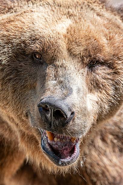 istock Close-up frontal view of a brown bear with mouth open 2236124198
