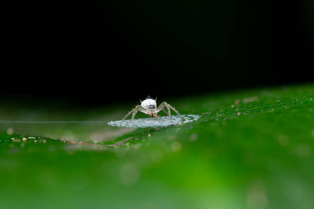 Macro images of a white orb weaver spider (Araneidae) resting on a green leaf while centered over a zigzag stabilimentum web. The intricate web structure and spider posture are captured in striking detail with a natural blurred background.