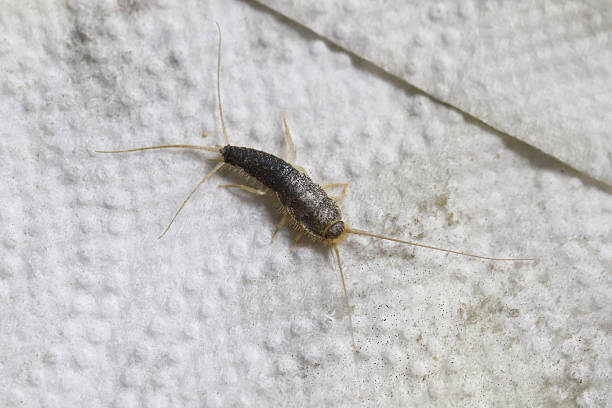 istock Paperfish, Ctenolepisma longicaudatum on a paper towel. 2236125950